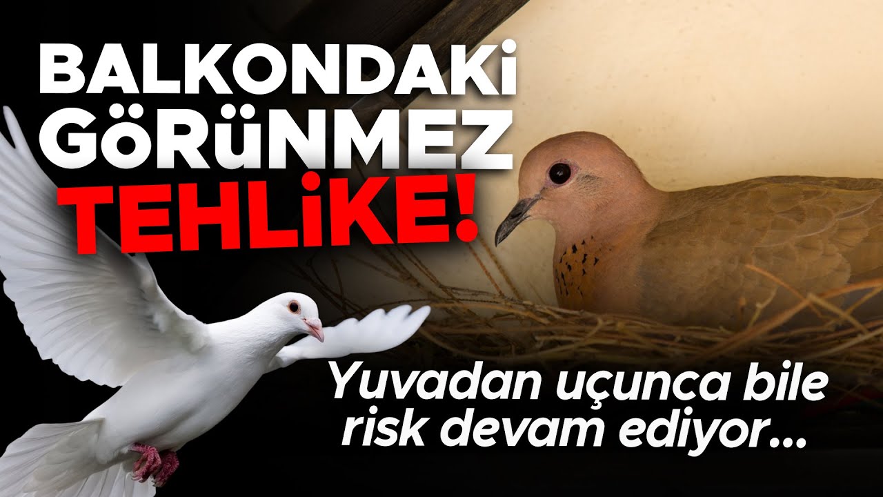 Balkondaki görünmez tehlike! Asıl risk yuvadan uçtuklarında başlıyor