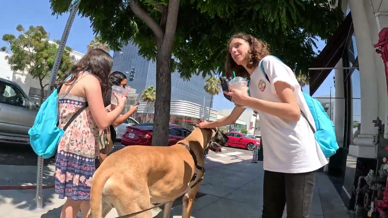 Cash 2.0 Great Dane on Rodeo Drive in Beverly Hills 51