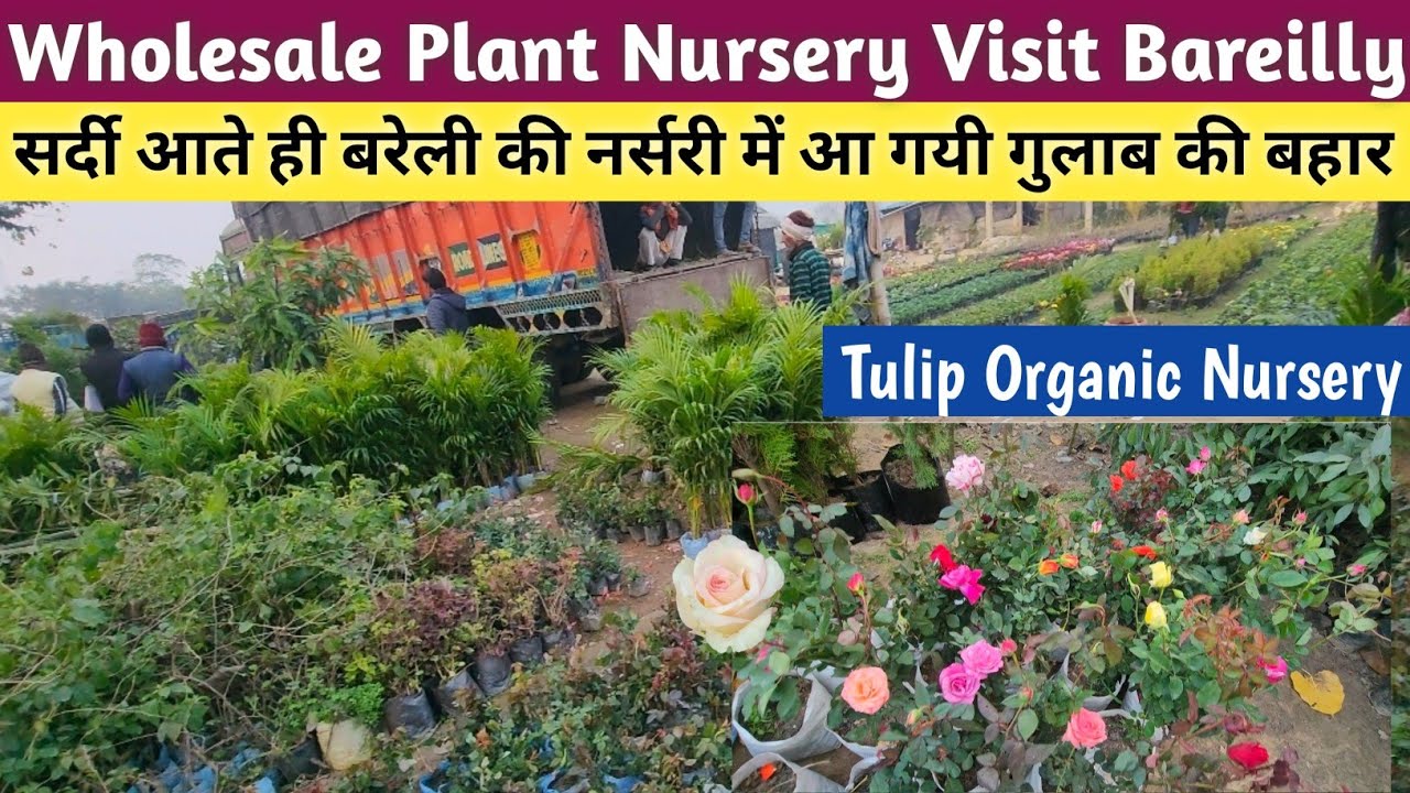 Wholesale Plant Nursery Visit Bareilly🌹Rose Plant Nursery Visit Bareilly🌹Nursery Visit🌹