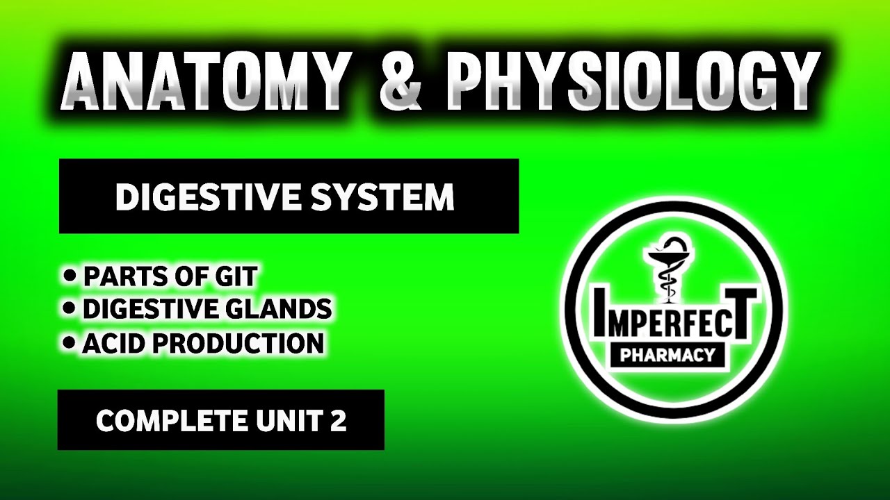 Digestive System | Parts Of Digestive System | Human Anatomy And Physiology | B Pharma 2nd Semester