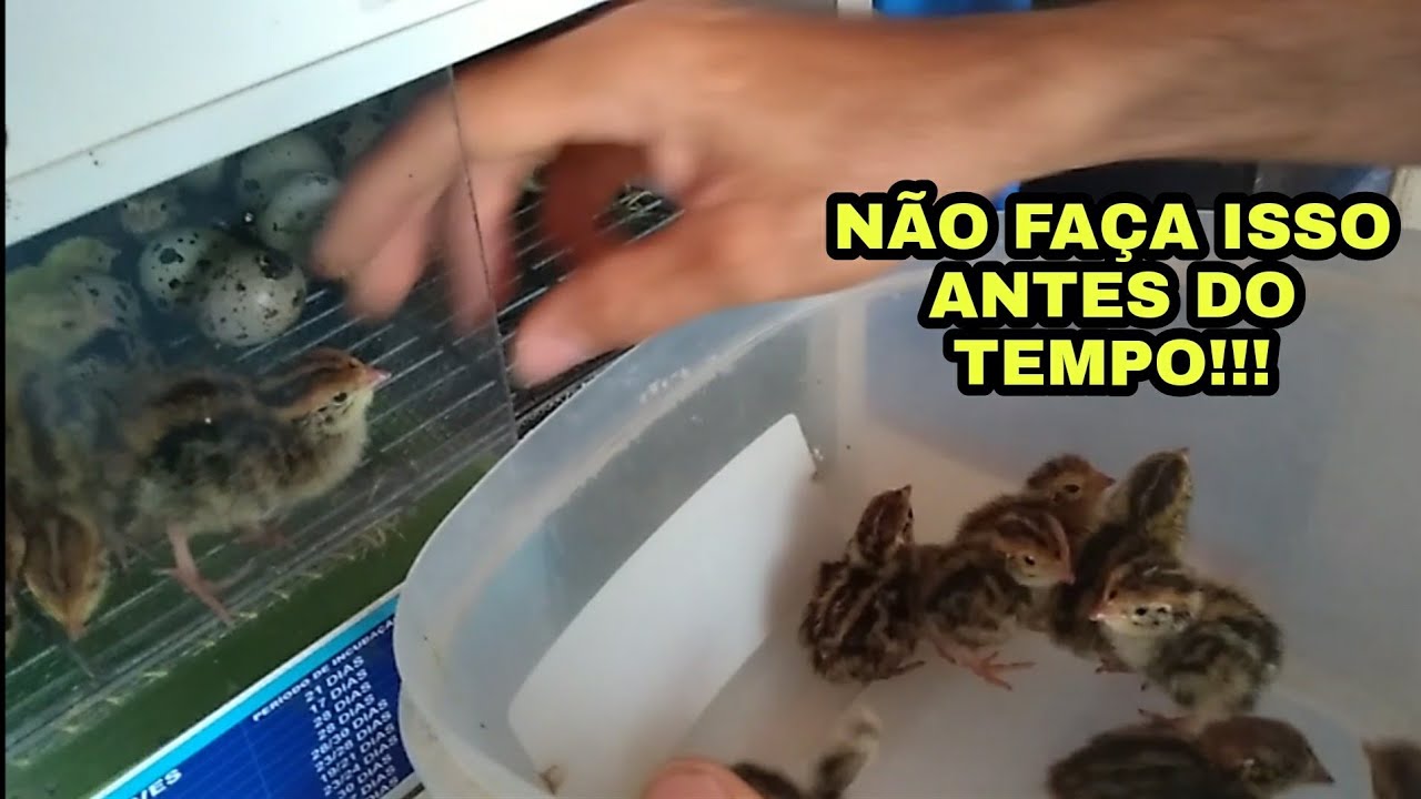 QUANTO TEMPO OS PINTINHOS PODEM FICAR NA CHOCADEIRA?