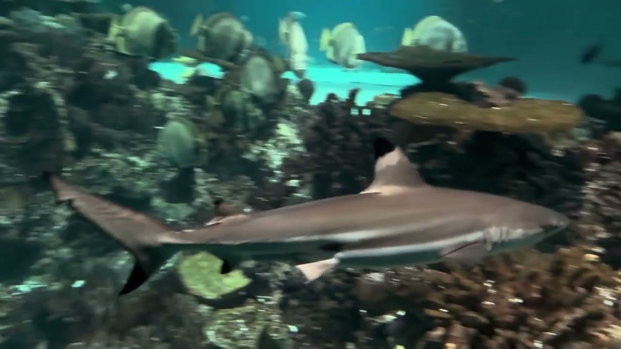 National Aquarium