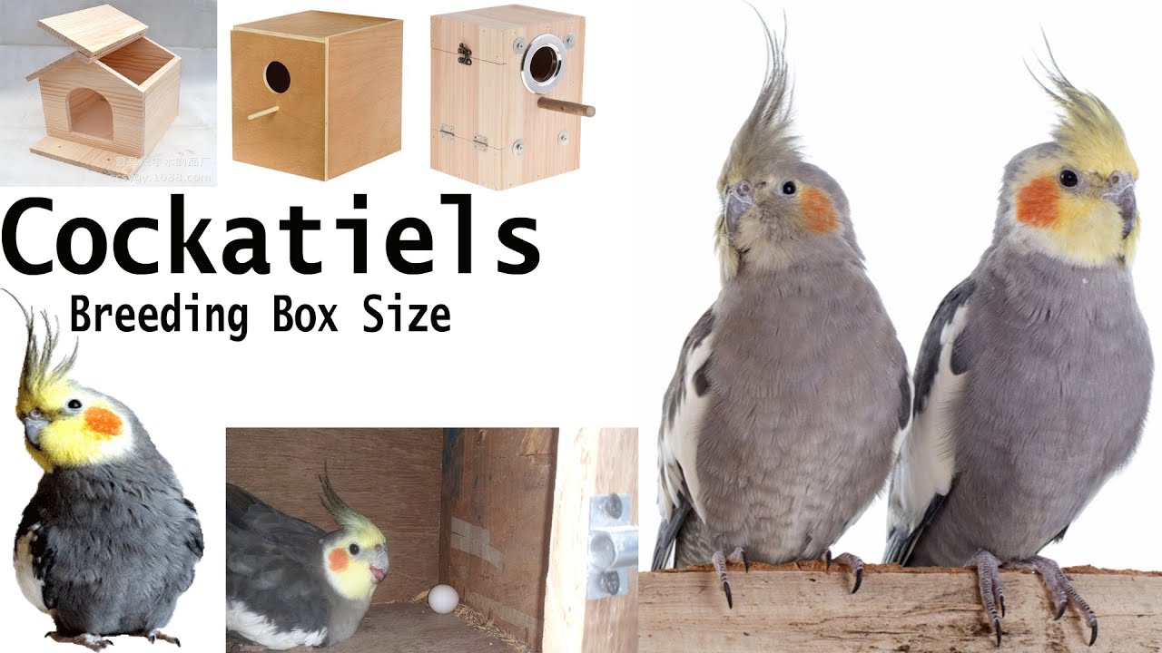 Cockatiels Parrot Breeding Box size details