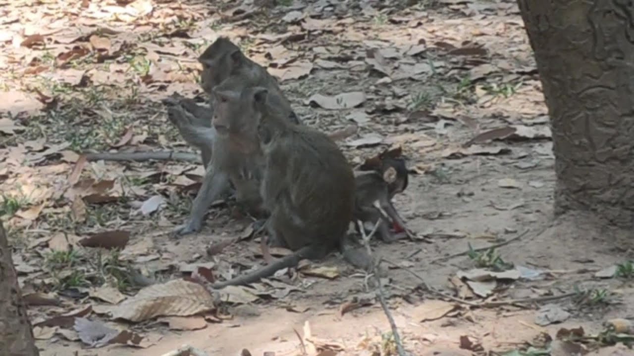 Monkey business- Daily life of monkeys in Angkor Wat temple, Siem Reap, Cambodia.
