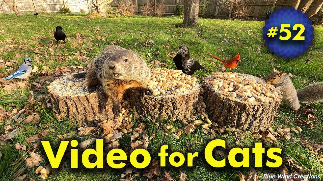 Waiting for Warmth | Videos for Cats to Watch | Birds and Squirrels | Video 52