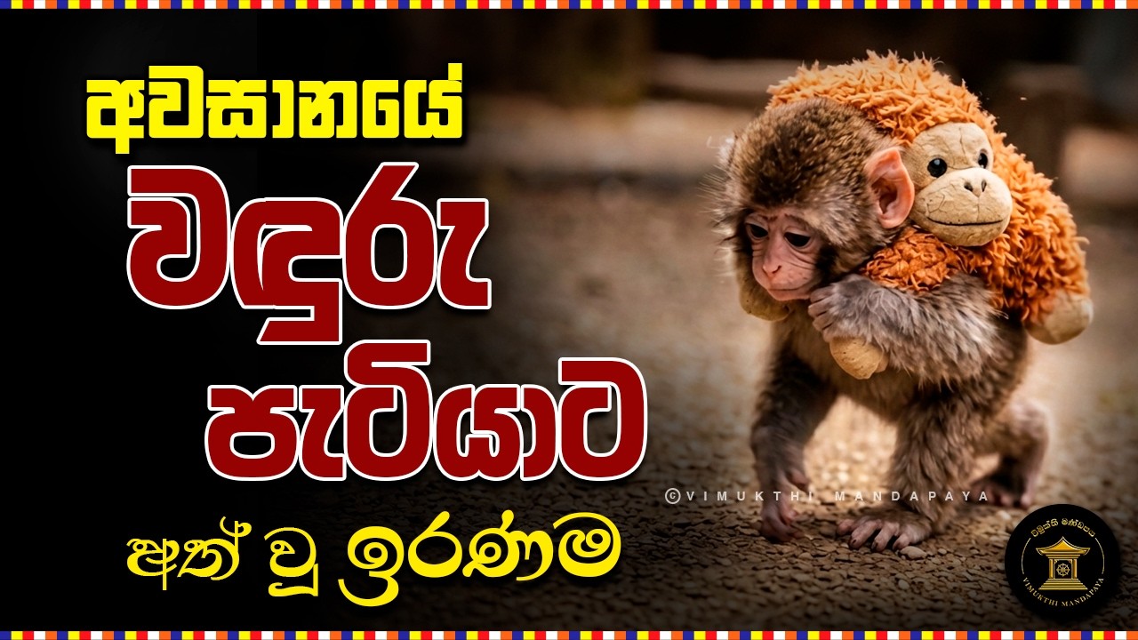 Punch Monkey Japan Sinhala News | බුදු දහම සහ පන්ච් වදුරු පැටියා | Budu Bana Sinhala