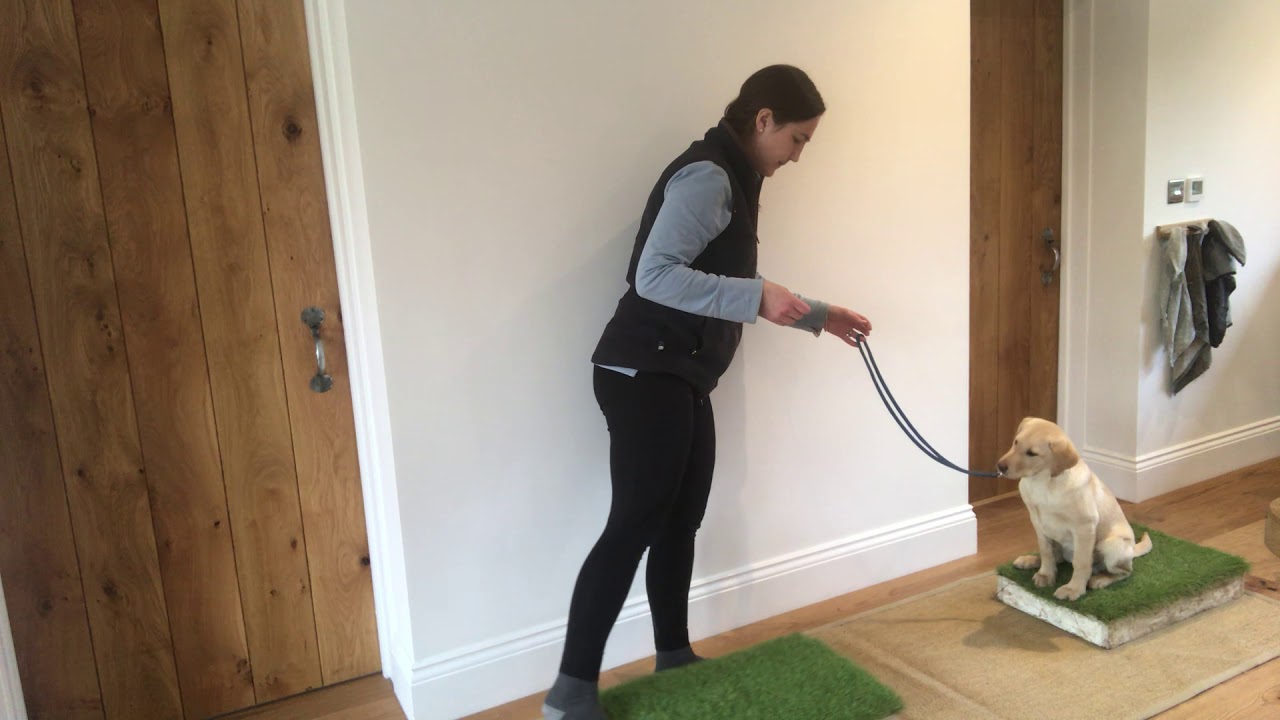 Gundog placeboard recall - gundog puppy training - Derrity gundog