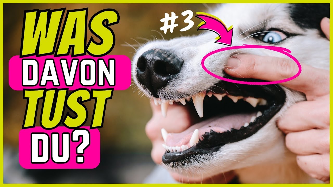 6 Fehler, Die Hunde Nie Verzeihen