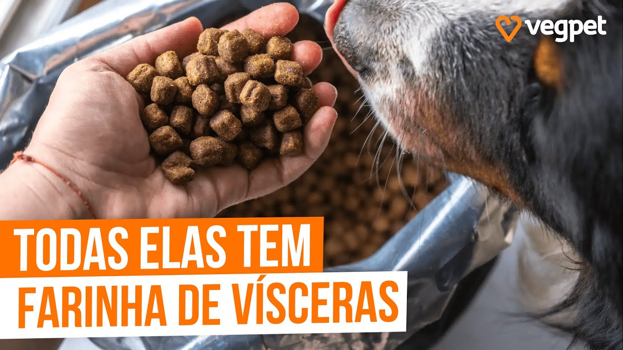 YORKSHIRE COM ALERGIA, O Que Fazer