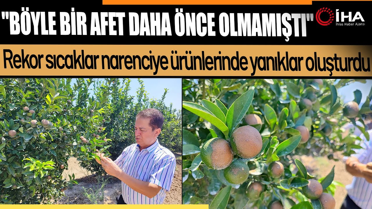 Rekor sıcaklar Narenciye ürünlerinde yanıklar oluşturdu