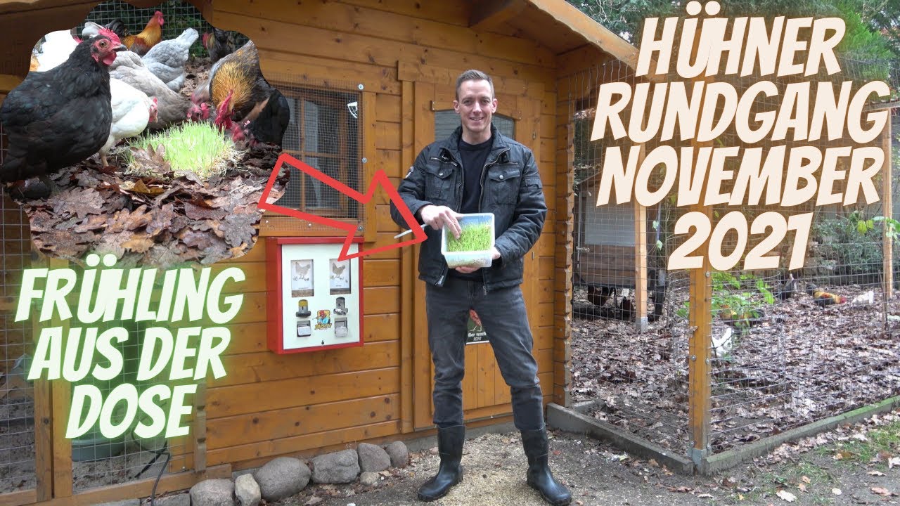 Hühner Rundgang November 2021 - Grünfutter, Kunstlicht, Stalleinrichtung und jede Menge Laub