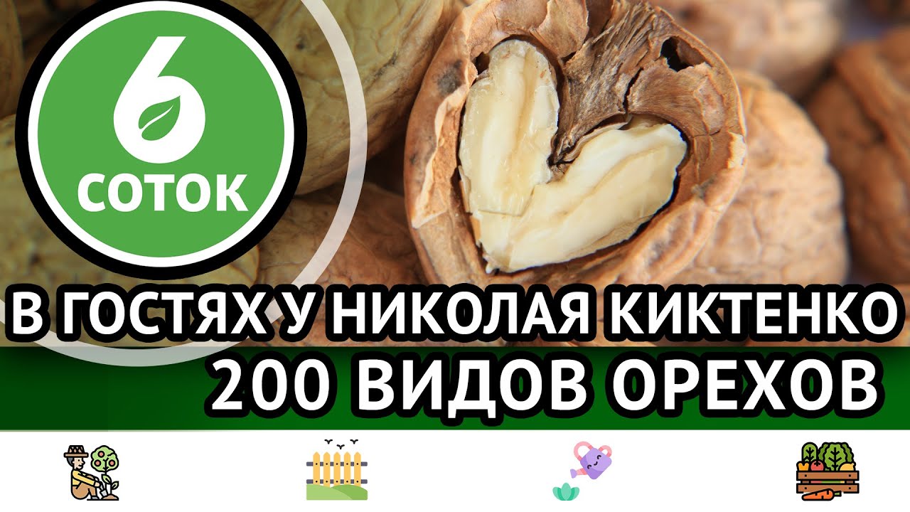 В гостях у Николая Киктенко #2. 200 видов орехов. 6 соток 17.10.2022