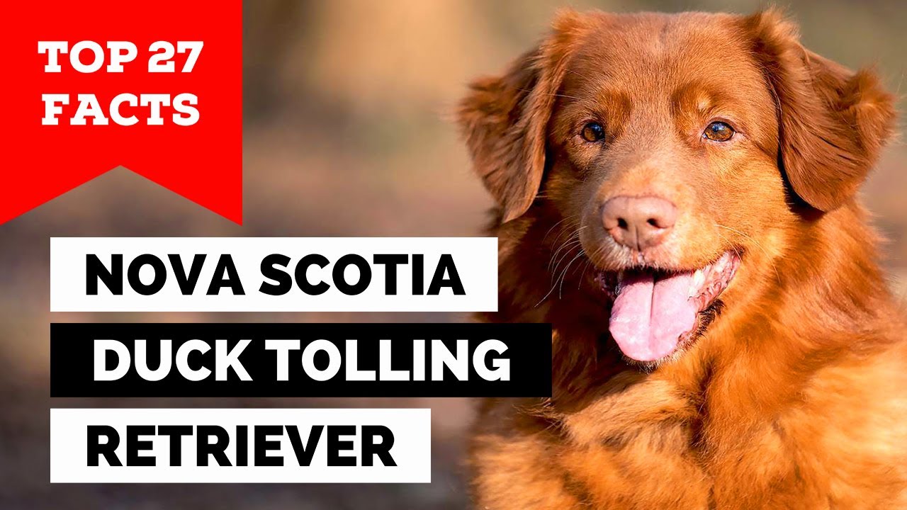 99% of Nova Scotia Duck Tolling Retriever Owners Don't Know This