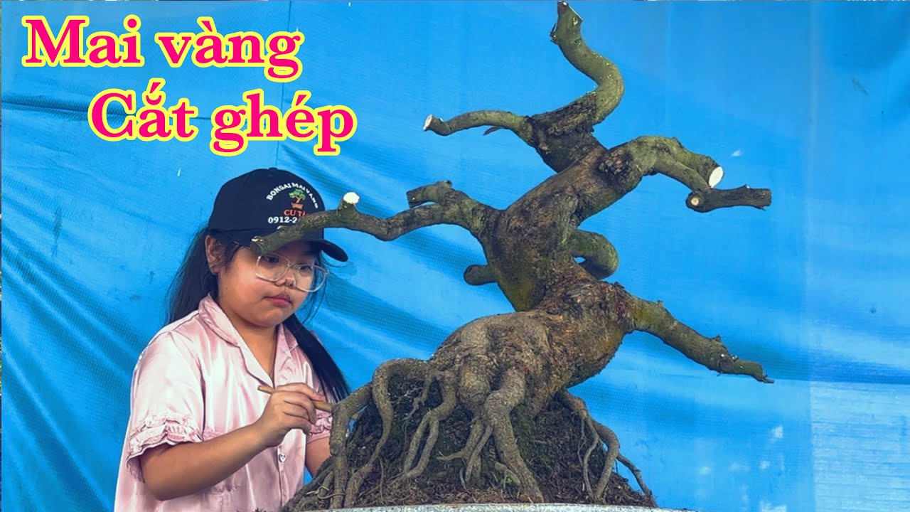 Mai vàng cắt ghép | mai vàng miền nam | 11/1/2026