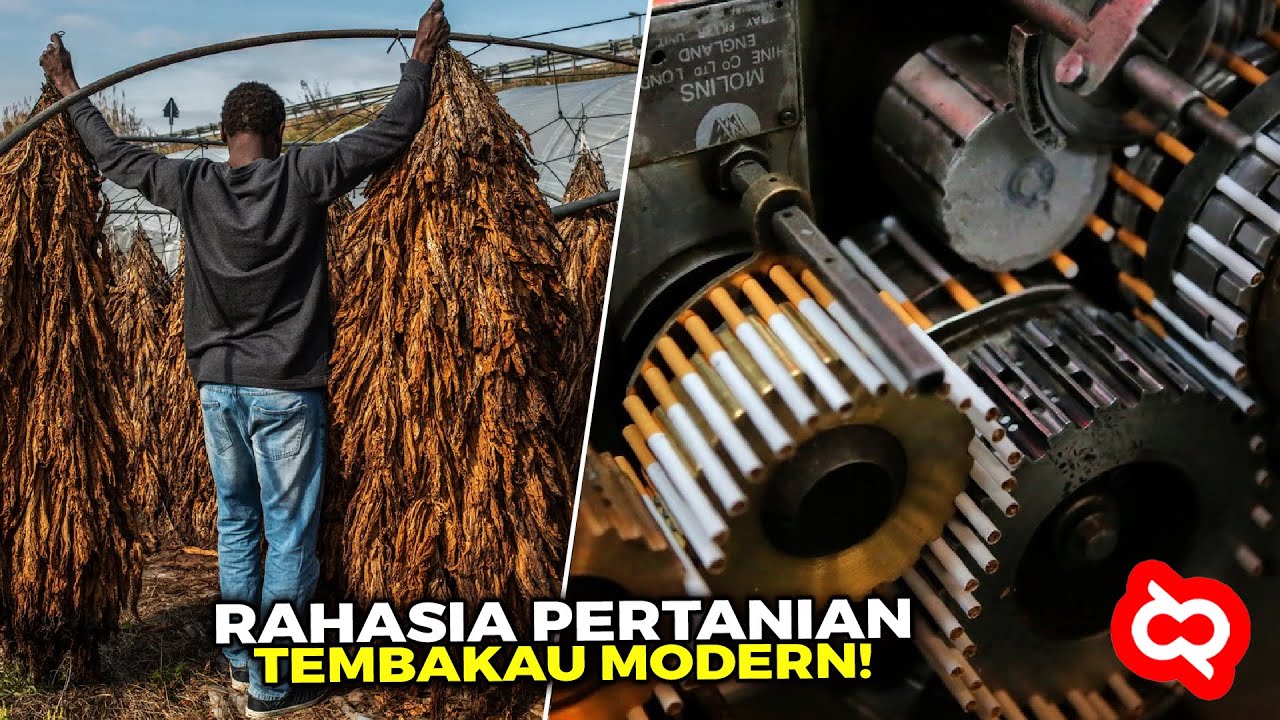 Sering Dihisap, Tapi Gak Tau Cara Buatnya? Begini Proses Budidaya Tembakau Modern, Awal Sampai AKhir