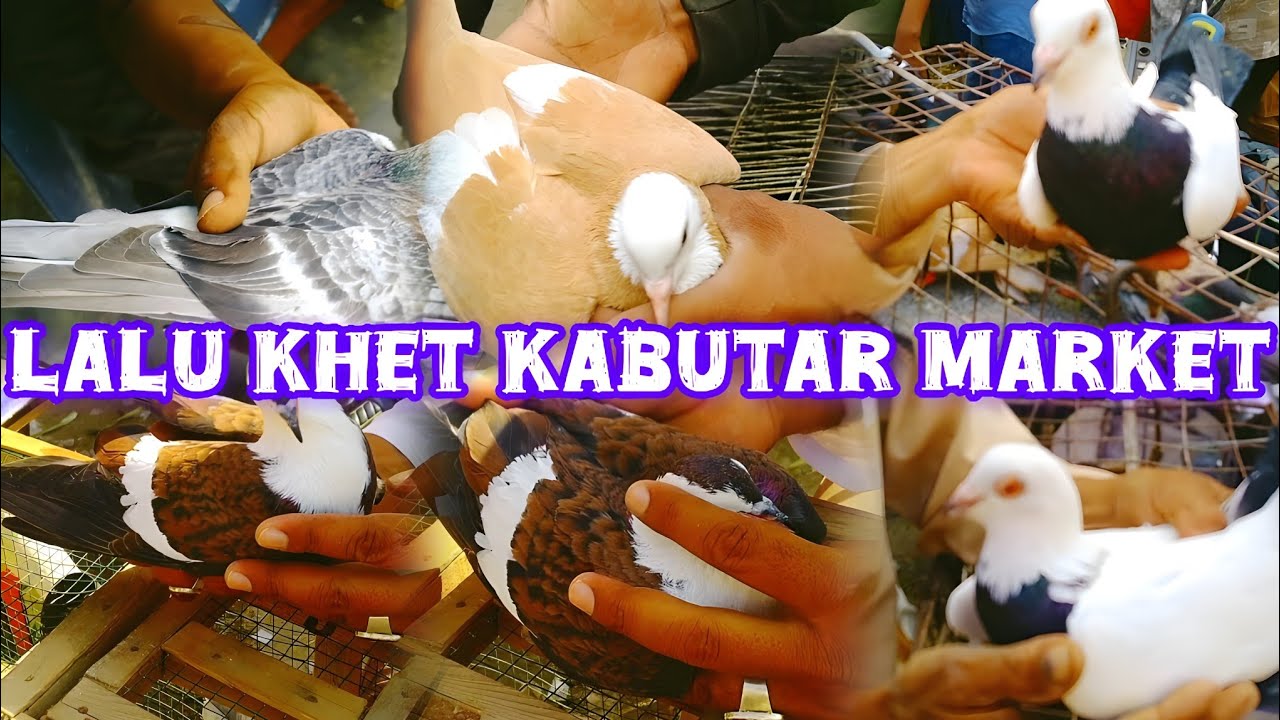 Лалухет рынок Кабутар | Лалухет, птичий рынок, Карачи | воскресенье Птичий рынок 19 октября 2025 г.