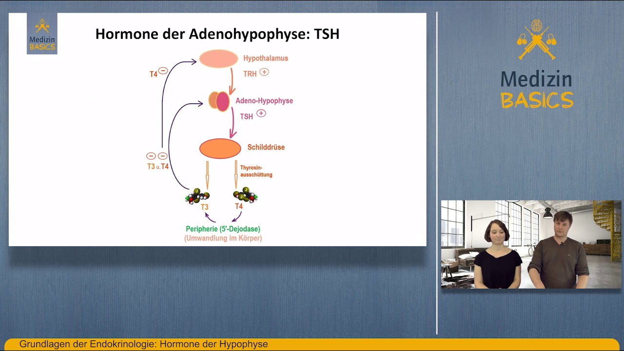 Folge 6   Hormone der Hypophyse