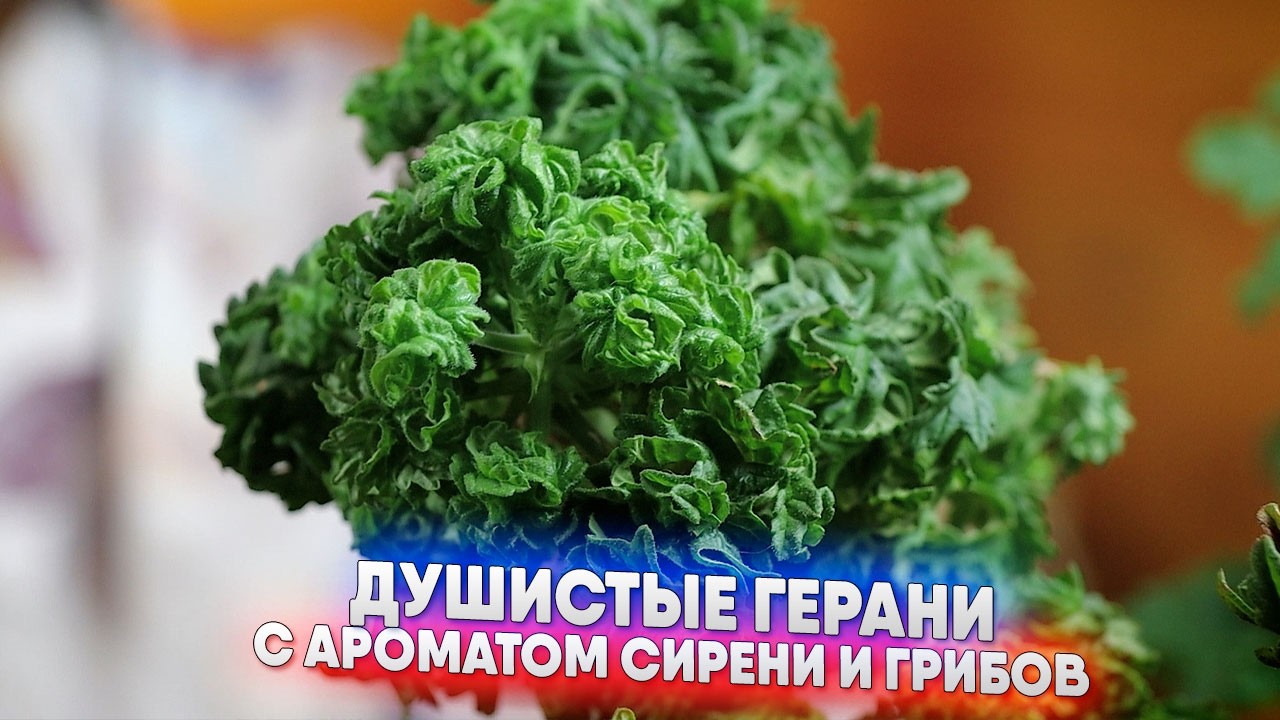 Душистые герани с ароматом сирени и грибов