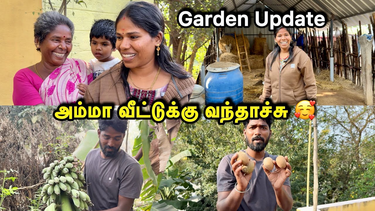 அம்மா வீட்டுல நம்ம வச்ச செடி எல்லாம் எப்படி இருக்குனு பாக்கலாம் வாங்க 🥰 | Sangeetha Vinoth #vlog