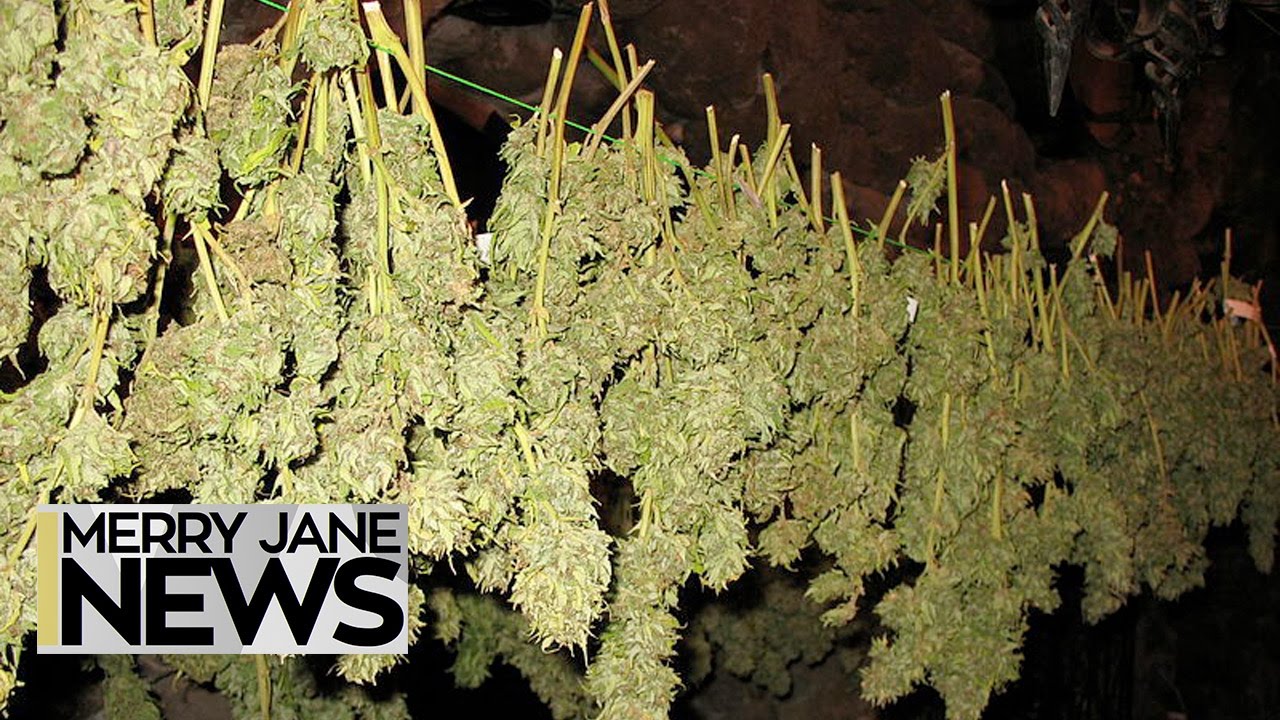 Can Moldy Weed Kill You? | MERRY JANE News