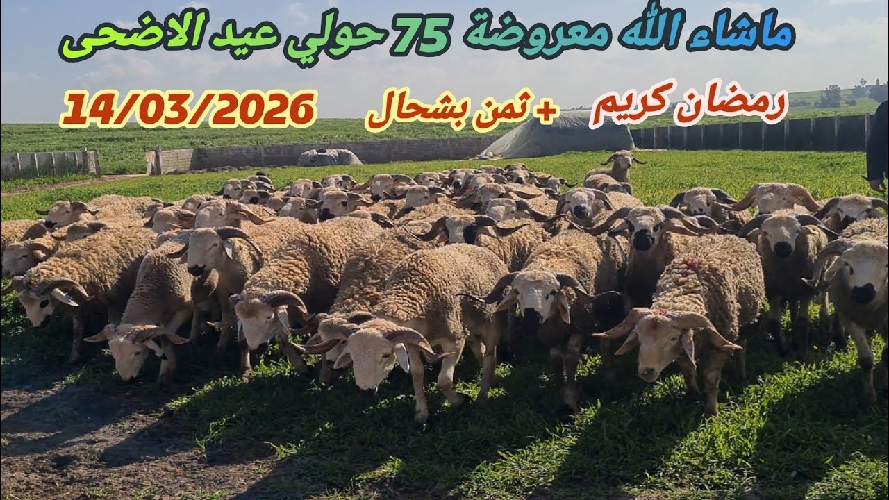24 فرمضان في ضيعة الاخ كمال اولاد سي بنداود 75 حولي ديال عيد الاضحى مع دكر الثمن 14/3/26