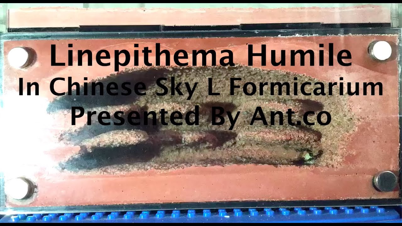 Linepithema Humile Colony! 4 Week Old Colony Description And Timelapse Footage PRESENTED BY ANT.CO