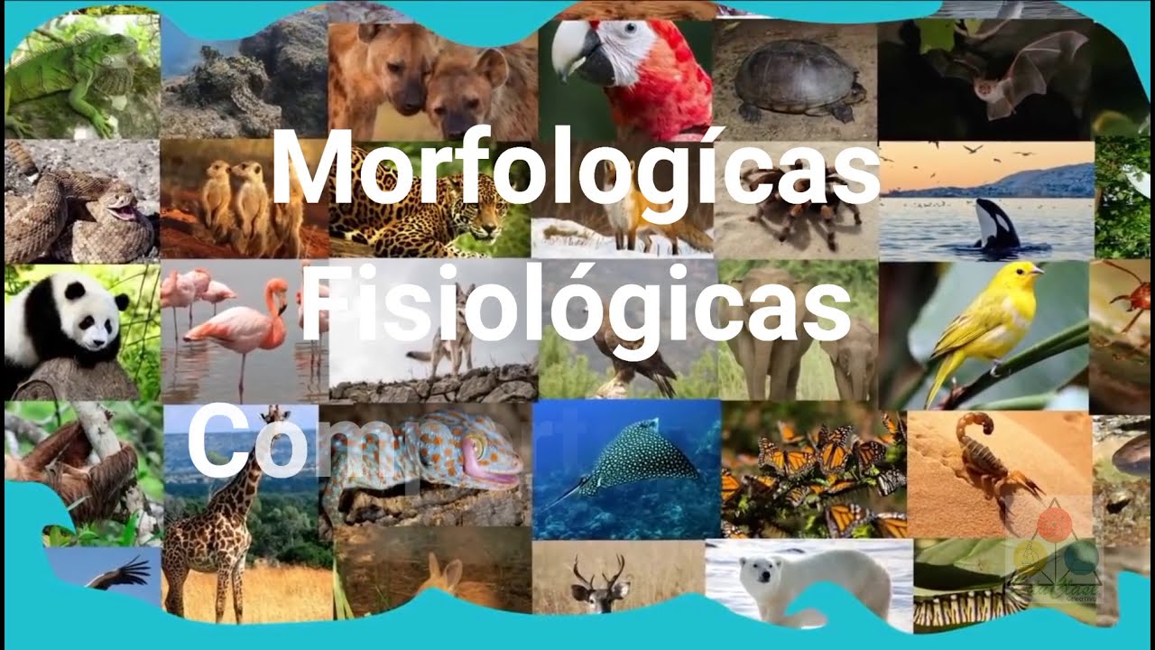 Adaptaciones de los seres vivos (Morfolog&iacute;cas, Fisiol&oacute;gicas, de Comportamiento)