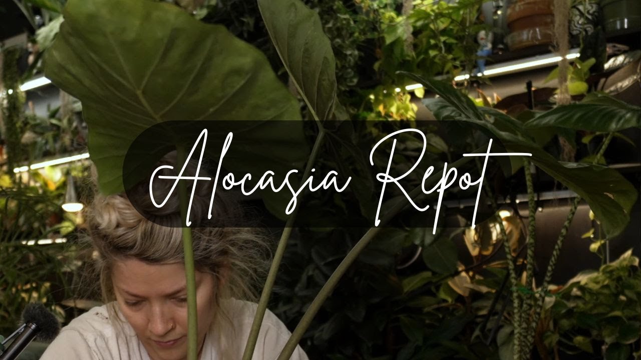 Алоказия — это хлопотно🌿
