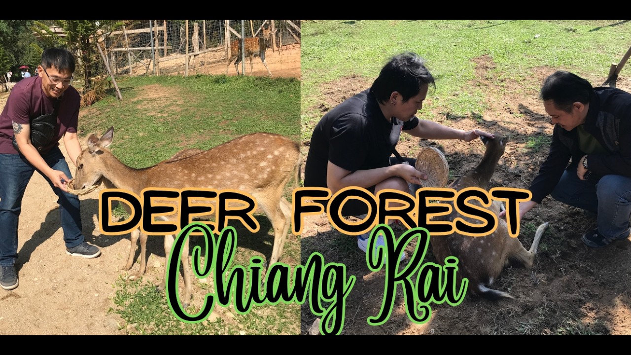 Deer Forest in #chiangrai COFFEE, PETTING and FEEDING #deer #duck #chicken , and GETTING WET