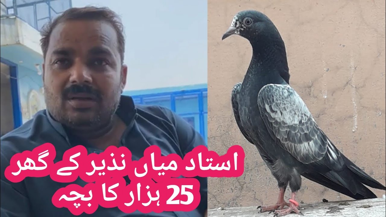 mola khokhar pigeons ustad mian nazir ghar k baby