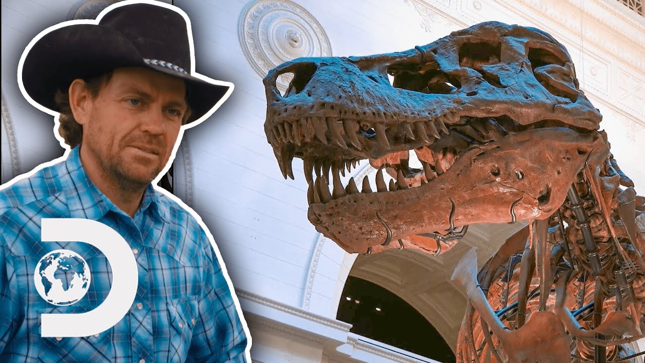 T-Rex Discovery Could Bring In Millions Of Dollars | Dino Hunters