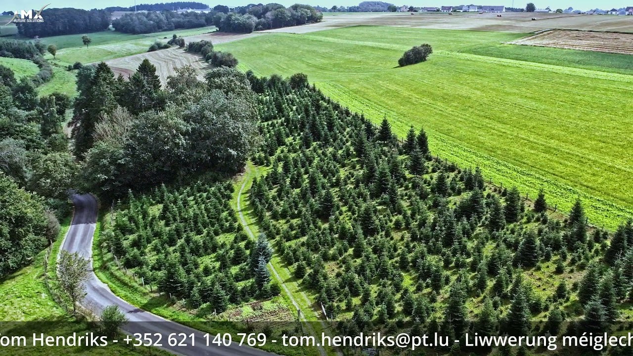 AMX Future Solutions – Sapins chez Hendriks Luxembourg