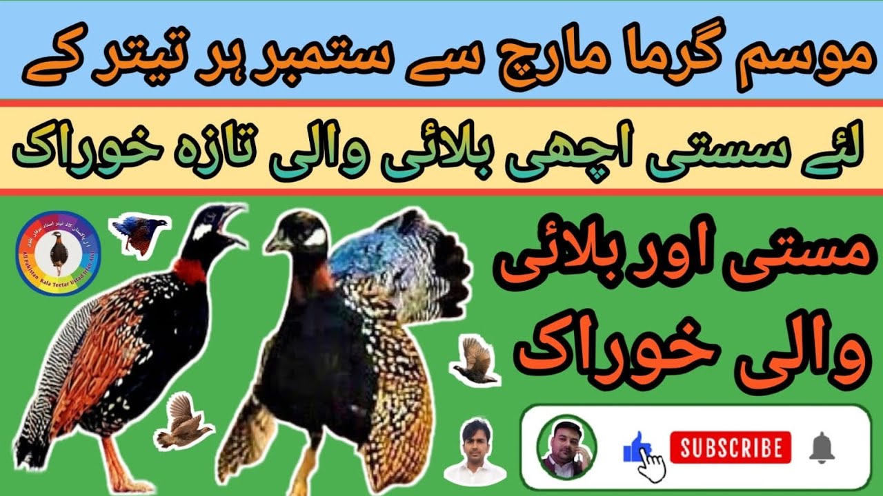 Kala Teetar Garmi Ki Taza Khurak | Teetar Ki Khurak | Francolin Feed | Partridge Feed