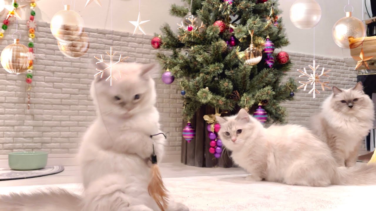 【猫】手貸しますか❔ﾓﾌの手、ｸﾘｽﾏｽの呼吸、破ァァアァァᵎᵎᵎ๑  #ラグドール    #マンチカン 