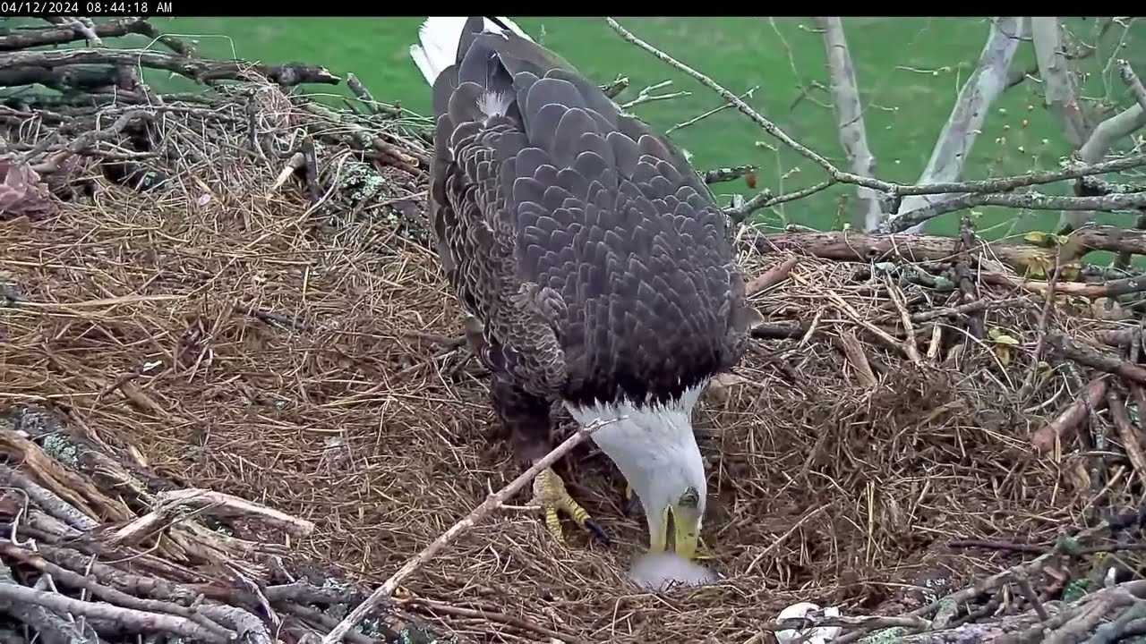 🦅NCTC🐣!GRAPHIC! Scout does it again. 2nd beautiful eaglet eaten, waits for mom to leave. Apr 12 2024