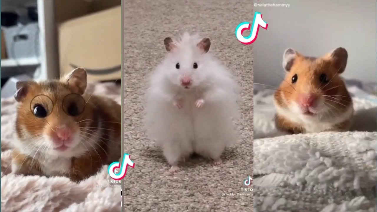 TikToks that shows how chaotic hamsters are // TikTok Compilation