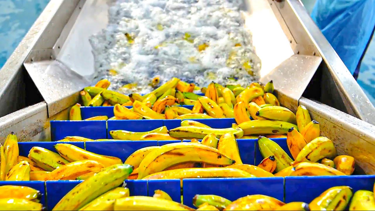 Dried Fruit Making Process | Modern Dried Fruit Making Line | How Dried Fruit Is Made in Factory