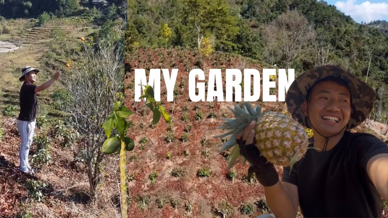 My Garden 🍍🍍🍊 Mera Sundar Garden aur Fresh Fruits.