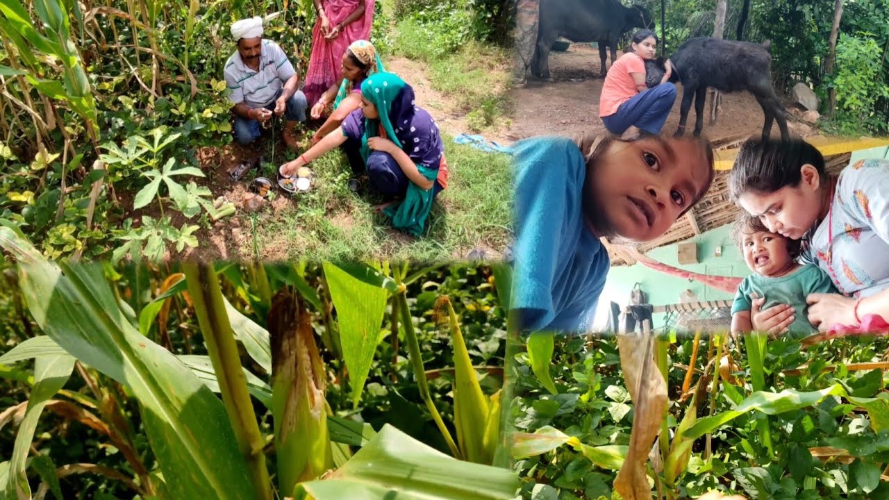Monsoon season ka Vlog. 🌽Makai poojan kiya.#viral#trending#vlog#village#monsoon.