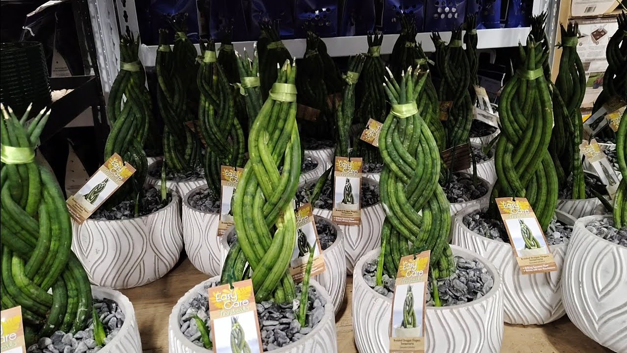Costco and Trader Joe's Plant Finds