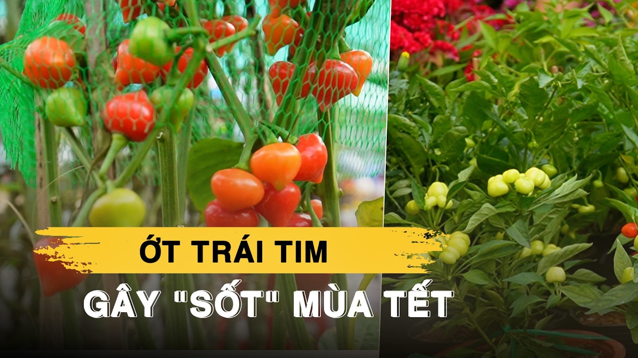 Ớt trái tim 'gây sốt' ở Bến Bình Đông: Giá mềm, kiểu dáng lạ cực hút khách
