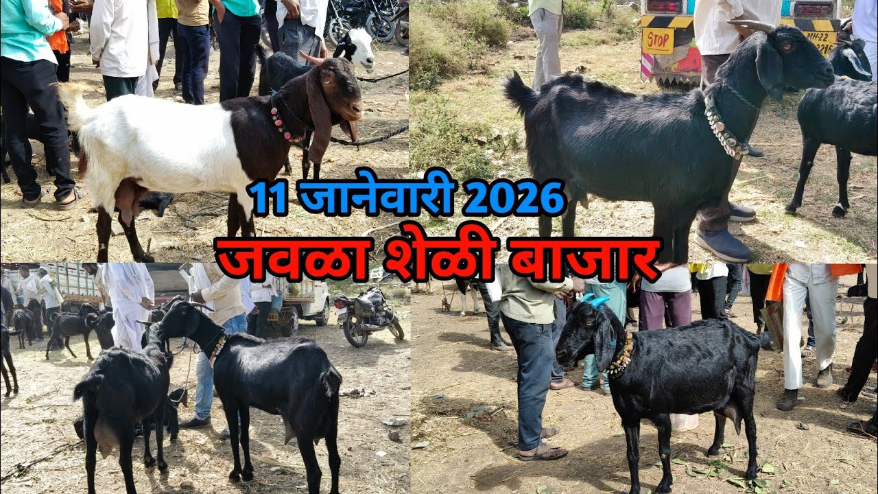 जवळा शेळी बाजार दि :11/01/2026 | got market जवळा | Akash Suryawanshi vlogs