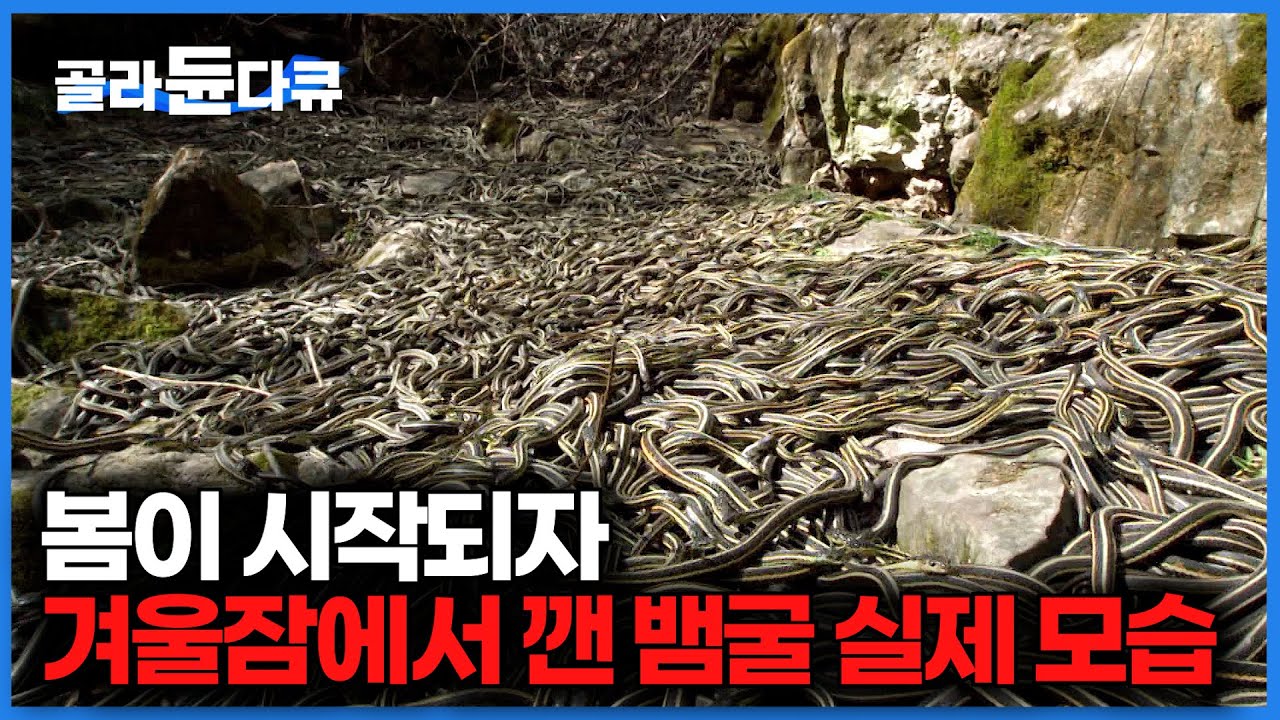 역대급 뱀소굴을 찾았다. 겨울잠에서 깨어난 뱀들의 실제 모습｜소름돋지만 계속 보게 되는 다큐｜뱀의 모든 것｜다큐오늘｜#골라듄다큐