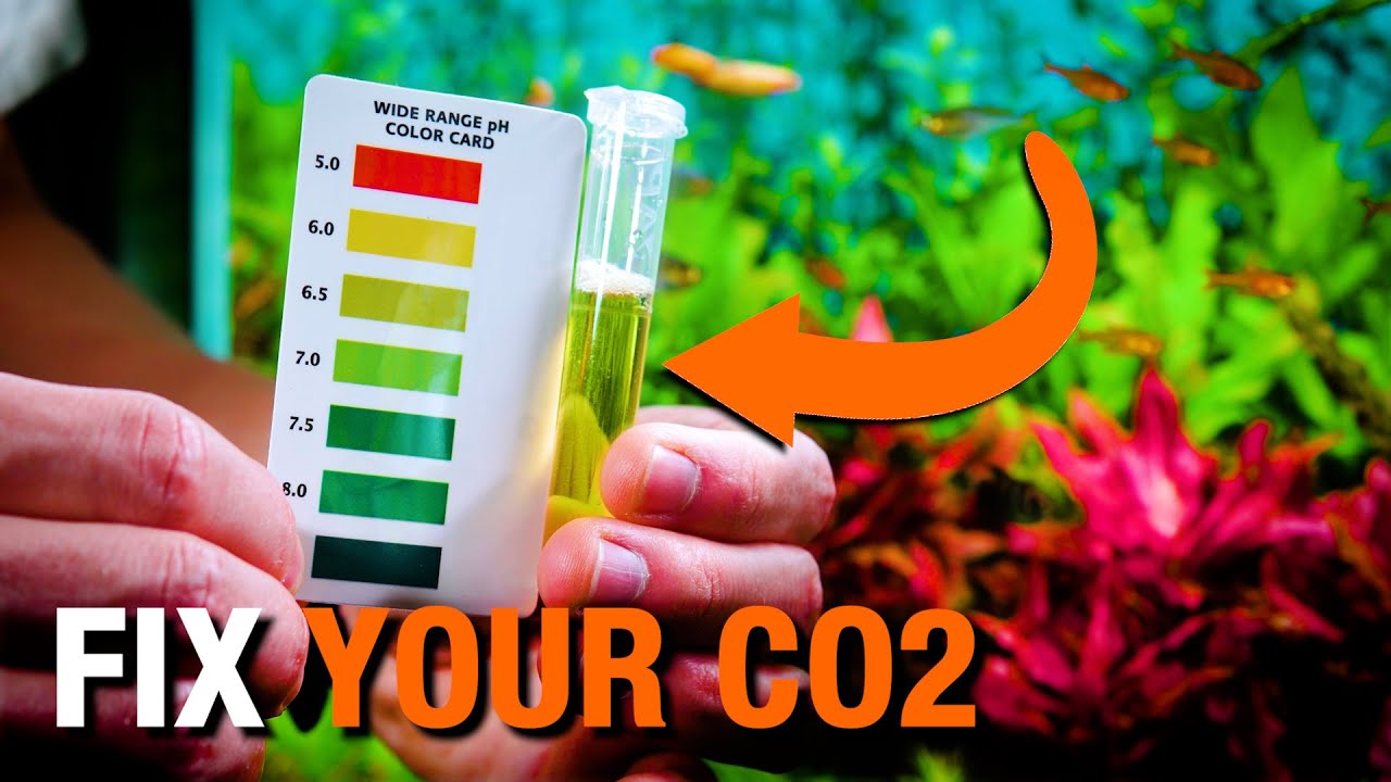 How to Tune CO2 for PERFECT Plant Growth (Beginner Friendly Guide)