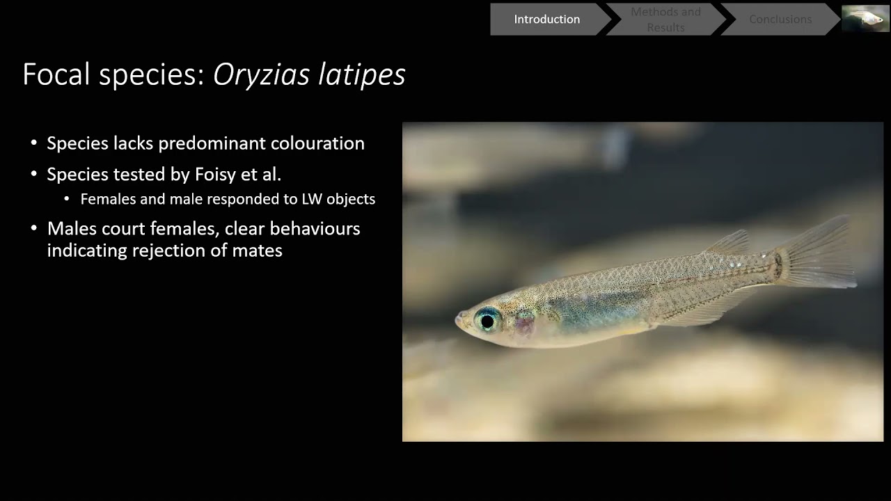 Female preference for colour-enhanced males: sensory bias model in medaka | B. Downer-Bartholomew