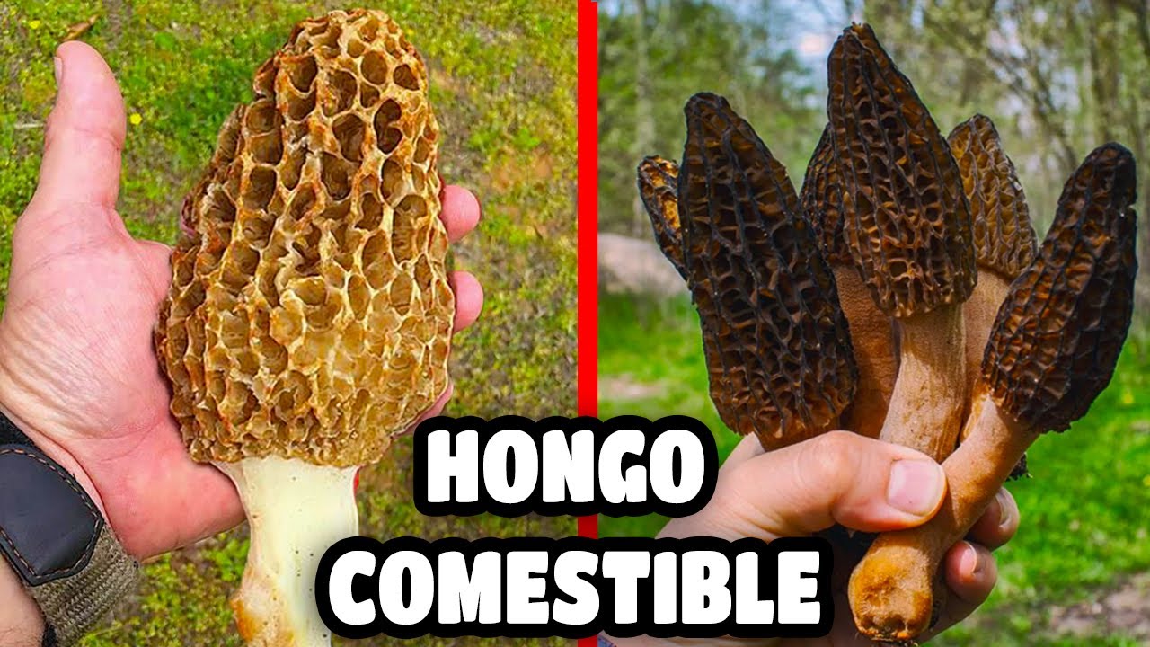 C&oacute;mo RECONOCER HONGOS o SETAS COMESTIBLES MORCHELLA o COLMENILLA 🤤🤤