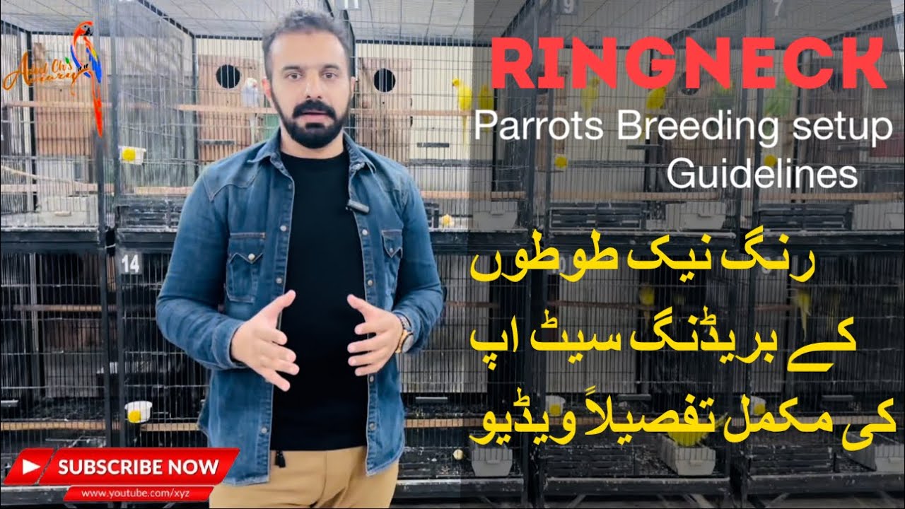 Ringneck parrots breeding guidelines #parrots #pets #nature #tranding #viral #aviary #breeding #pet