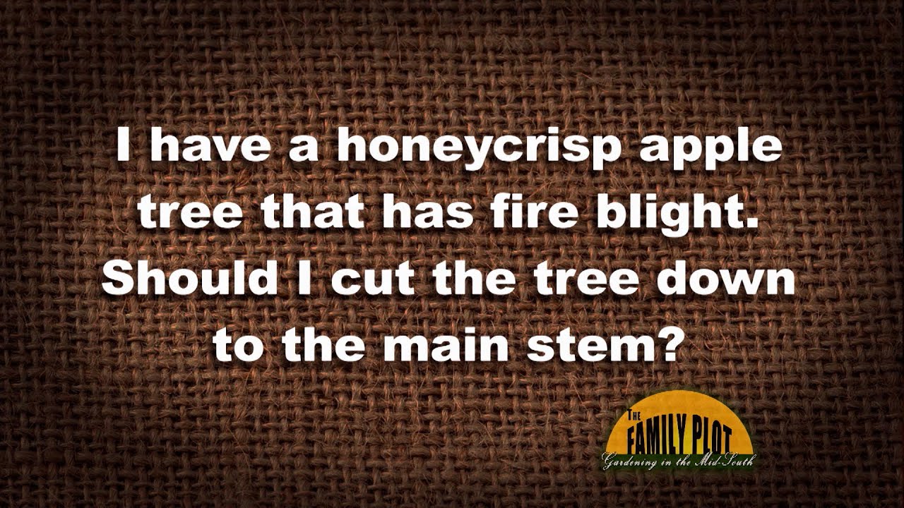 Q&A – I have a honeycrisp apple tree with fire blight. Should I cut it back to the trunk?