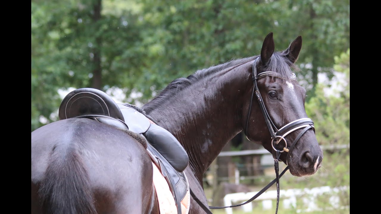 Scalino (Secret x Flovino x Ehrentusch)