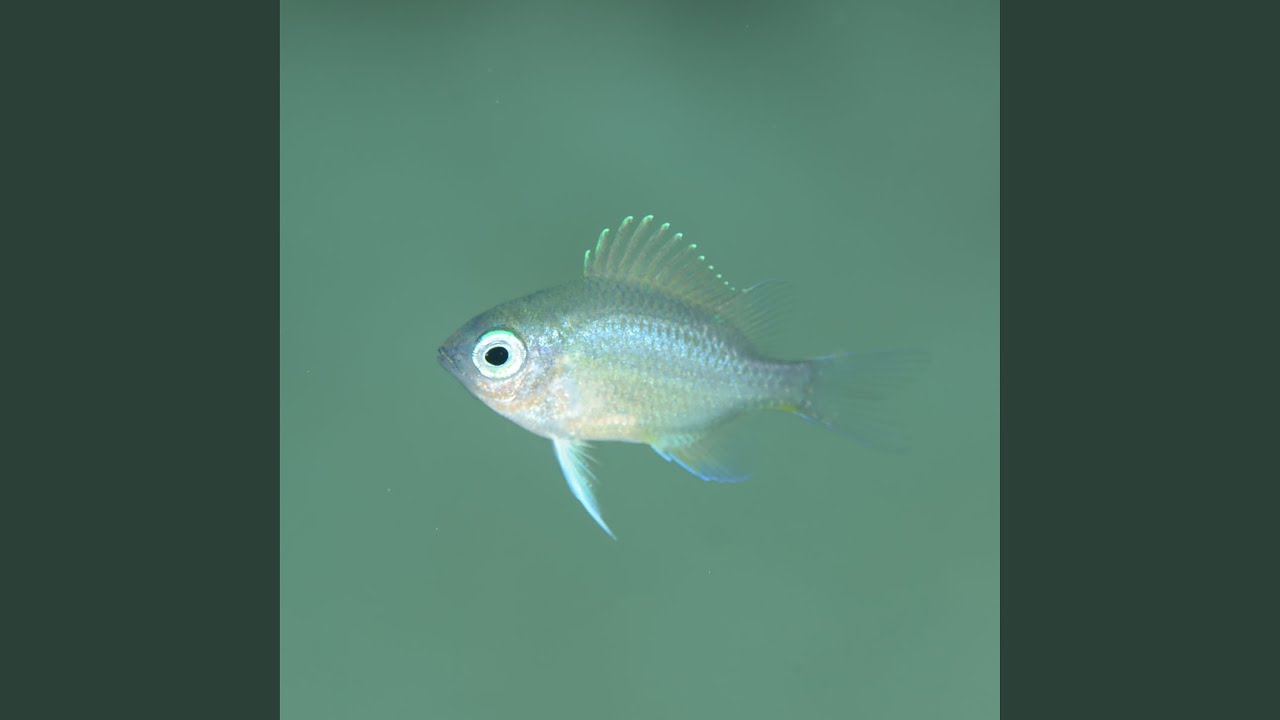 Fingerling
